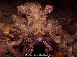 Scorpaena scrofa by Cumhur Gedikoglu 